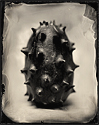 Cactus Claw #751